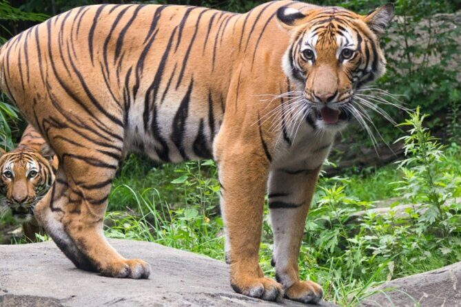 Bronx Zoo Admission Ticket - What to Expect at Each Stop