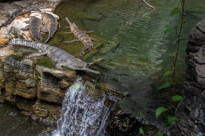 Bronx Zoo Admission Ticket - Overall Value and Considerations