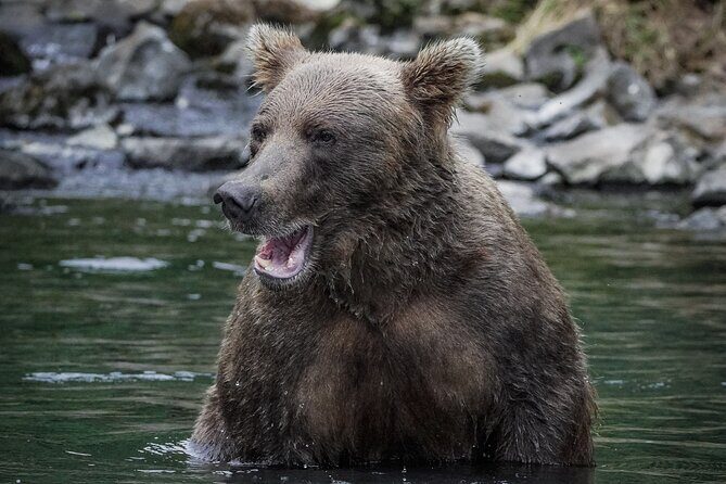 Brooks Falls Bear Viewing - The Real Experience: Authentic Encounters and Honest Insights