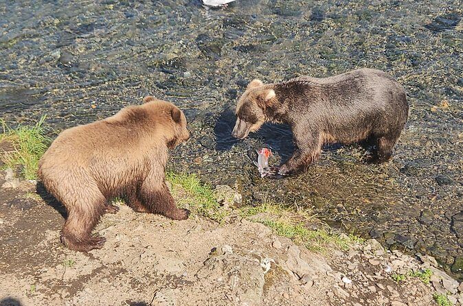 Brooks Falls Bear Viewing - Who Is This Tour Best Suited For?