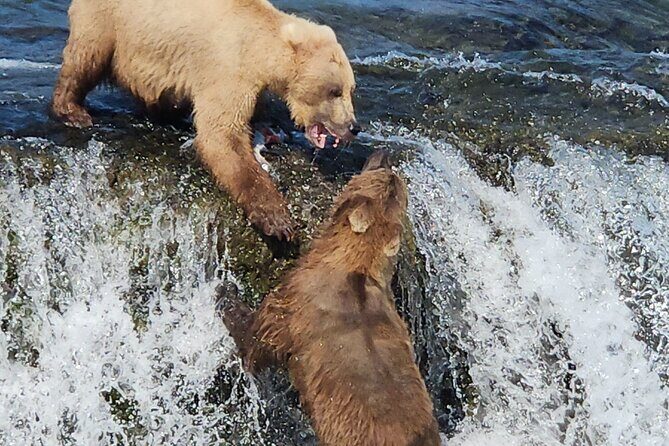 Brooks Falls Bear Viewing - Final Thoughts