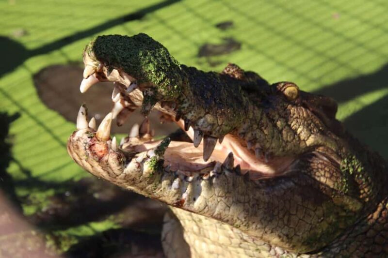 Broome: Malcolm Douglas Crocodile Park Tour with Transfers - The Value for Travelers