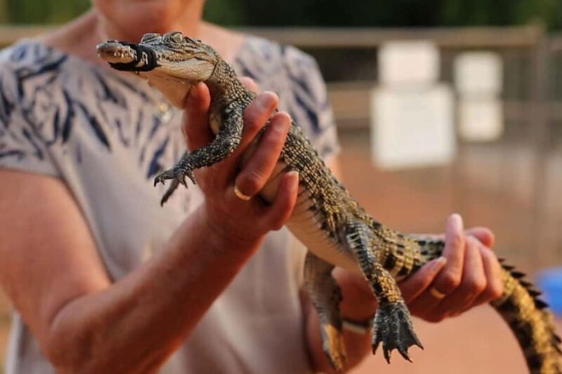 Broome: Malcolm Douglas Crocodile Park Tour with Transfers - Authentic Reviews and Real-Life Experiences
