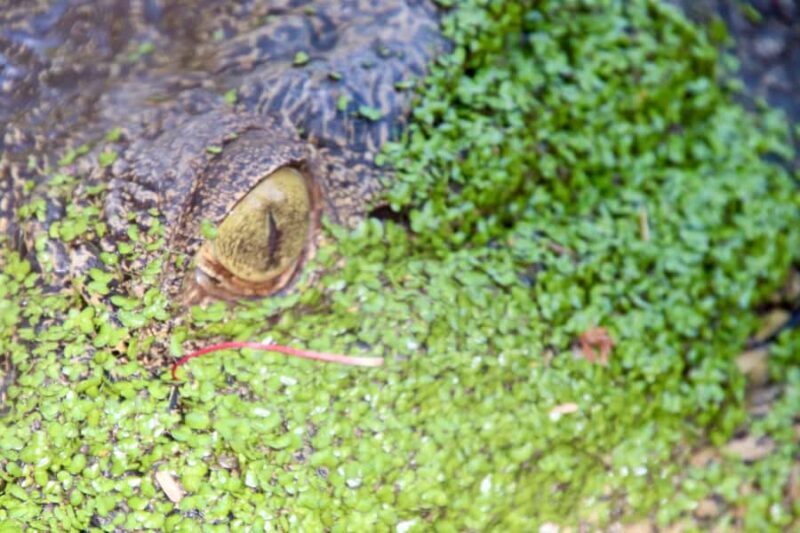 Broome: Malcolm Douglas Crocodile Park Tour with Transfers - FAQs