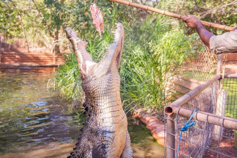 Broome: Malcolm Douglas Crocodile Park Tour with Transfers - Final Thoughts