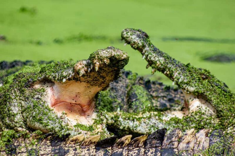 Broome: Matso's Brewery, Museum & Crocodile Park Combo Tour - The Experience from a Traveler’s Perspective