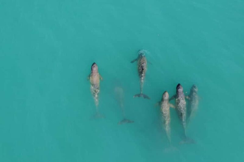 Broome: Snubfin Dolphin Cruises - Key Points
