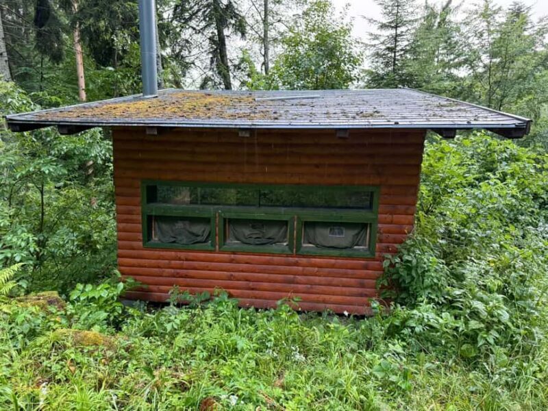 Brown Bear Photography Experience in Harghita County - Exploring the Experience in Detail