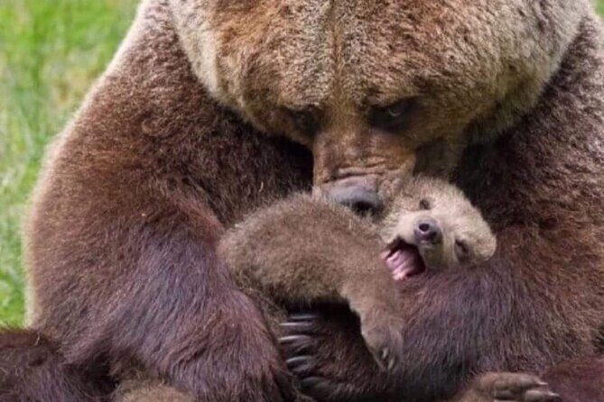 Brown Bear Sanctuary Tour from Brasov Entrance Ticket Guaranteed - An In-depth Look at the Tour Experience