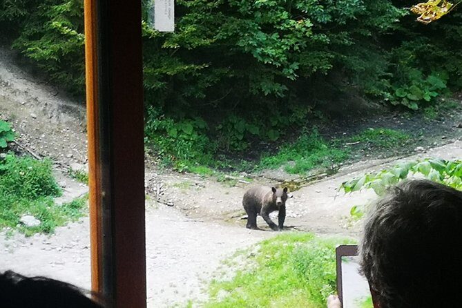 Brown Bears in the wild, no fence - Who Would Love This Tour?