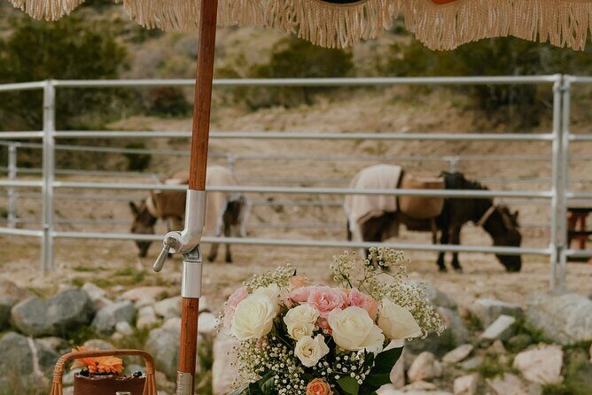 Brunch with Mini Rescue Burros in Southern California - Practical Details and Booking
