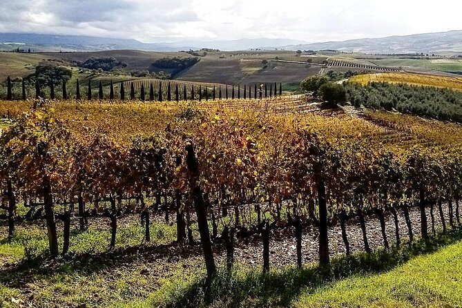 Brunello Wine Tour and Val D'Orcia Landscape - The Logistics and Practicalities