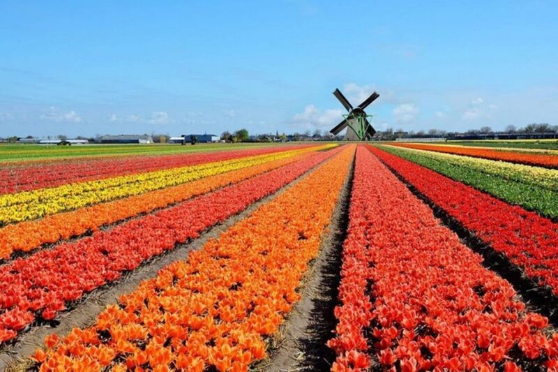Brussels: Keukenhof, Tulips, and Delft Day Trip - Getting to the Heart of the Tour