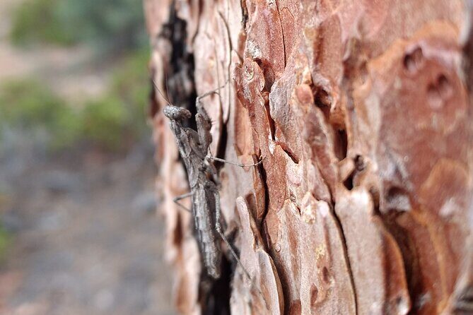 Bryce Canyon E-bike Tour - FAQs