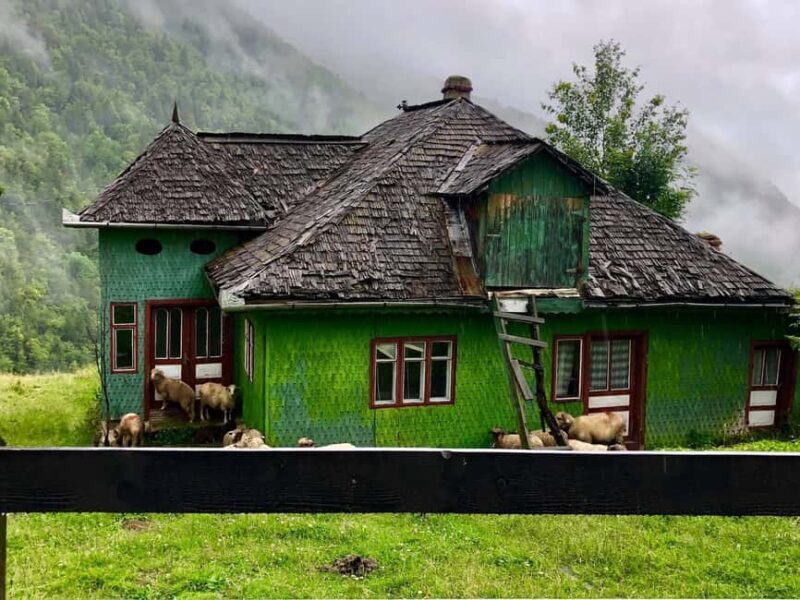 Bucharest: Brown Bears Sanctuary and Quad Tour - An Honest Deep Dive into the Experience