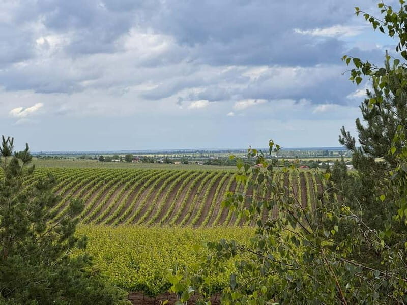 Bucharest: Half-Day Tour of Dealu Mare Wineries - Key Points