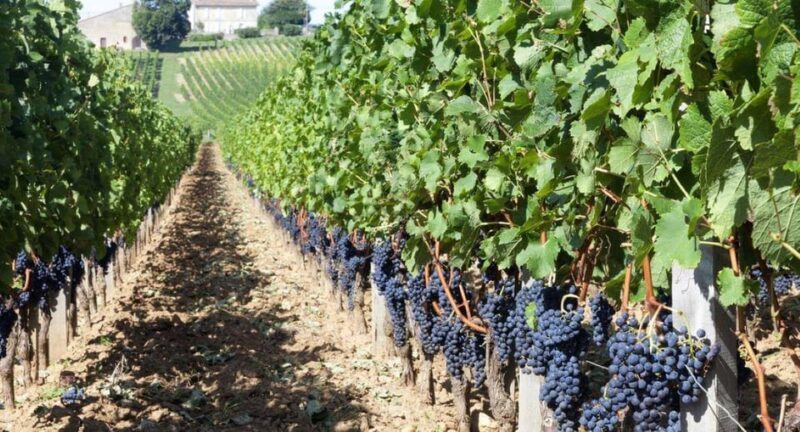 Bucharest Private to biggest Salt mine in Eu & Dracula Tomb - Who Should Consider This Tour?