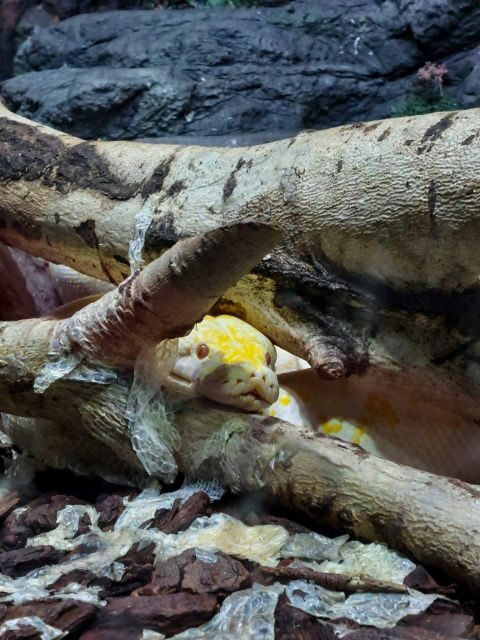 Bucharest: Reptiland Bucharest Entry Ticket - The Good and the Not-So-Good