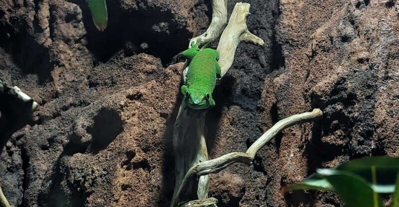 Bucharest: Reptiland Bucharest Entry Ticket - FAQ