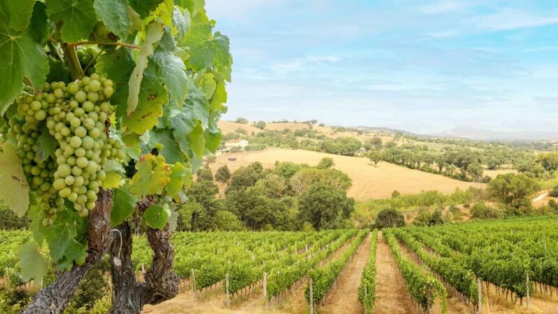 Bucharest: Salt Mine Tour & Wine Tasting with Guide - What’s Included & What To Bring