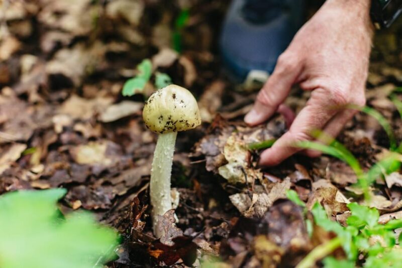 Budapest: Buda Hills Guided Hiking Tour with Optional Lunch - Final Thoughts