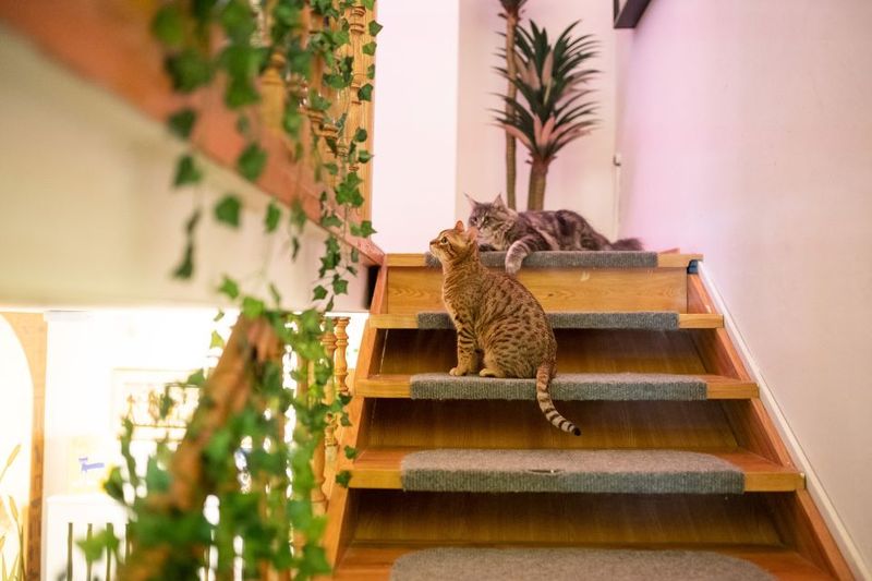 Budapest: Cat Museum Budapest Entry Ticket - Jungle Room: Cat Biology, Breeds, and the Tablet Quiz Challenge