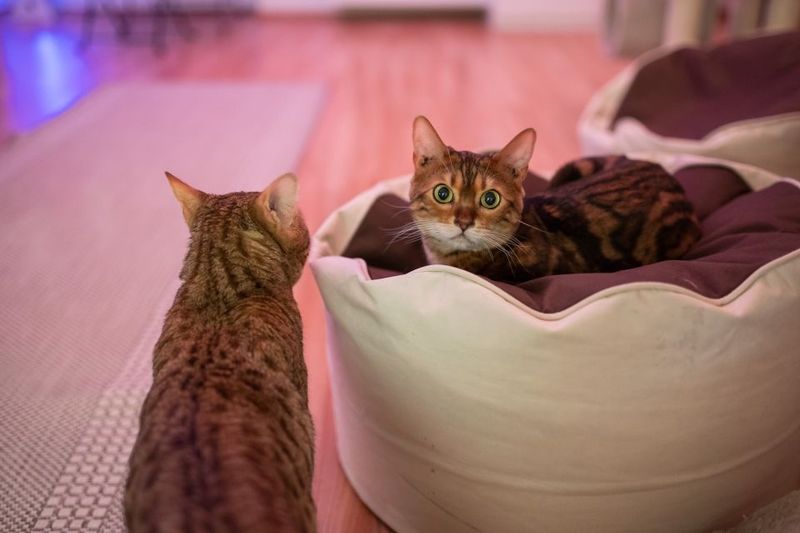 Budapest: Cat Museum Budapest Entry Ticket - The Resident Cats: Social, Friendly, and Still on Cat Time