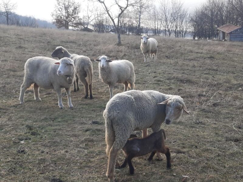 Budapest Hike to Visegrád Castle w or wo Sauna/Danube beach - Final Thoughts