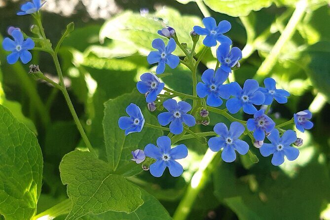 Budapest Hike to Visegrád Castle w or wo Sauna/Danube beach - The Sum Up