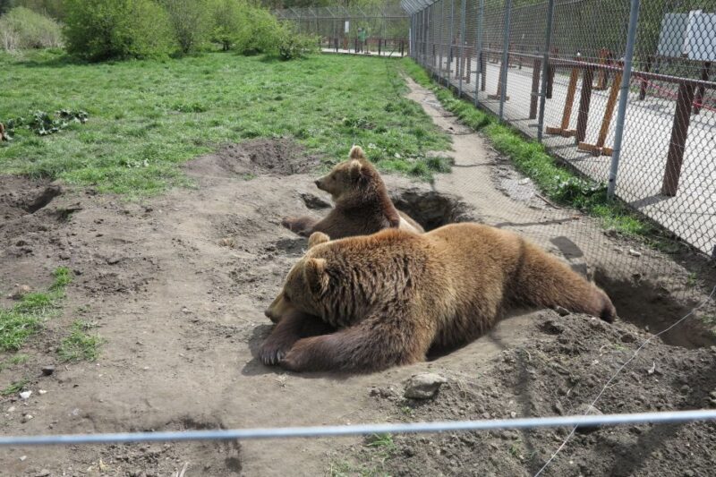 Budapest: Transport & Guided Tour of Bear and Wolf Sanctuary - Who Will Love This Tour?