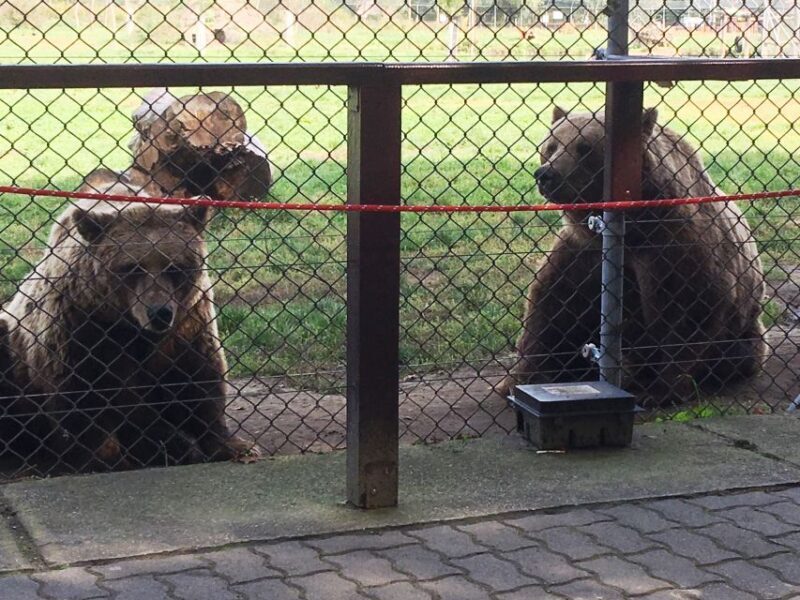 Budapest: Transport & Guided Tour of Bear and Wolf Sanctuary - Final Thoughts