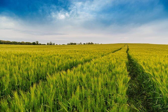 Budapest-Vienna One-Way Sightseeing Transfer - Who Will Love This Tour?