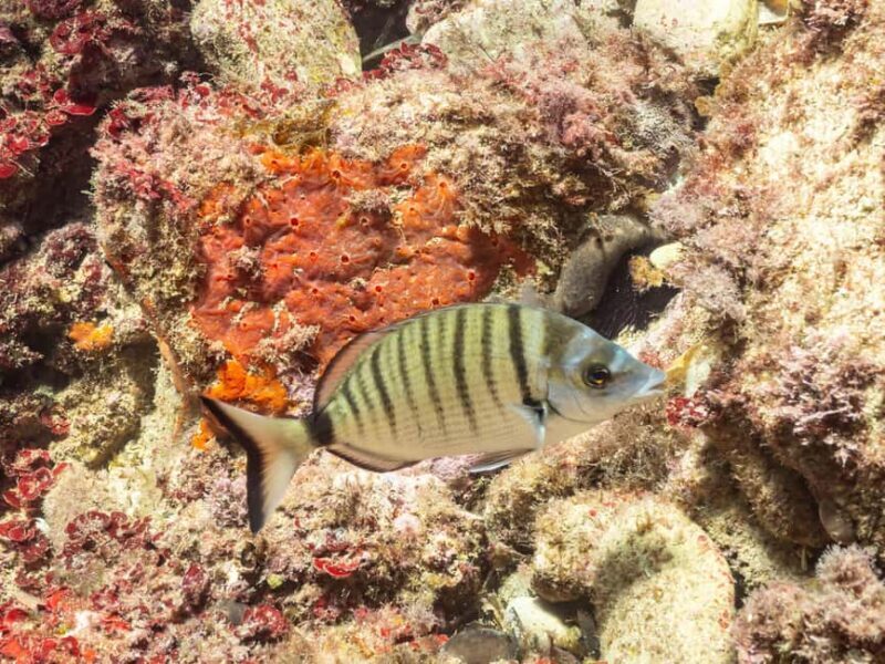 Budva: Scuba Double Dive Boat Trip for Certified Divers - Final Thoughts