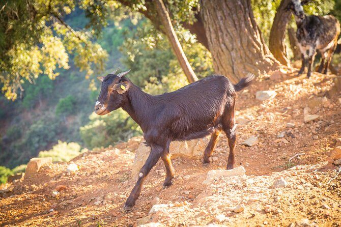 Buggy Adventure with Incredible Views of the Sea and the Reservoir - What the Experience Looks Like