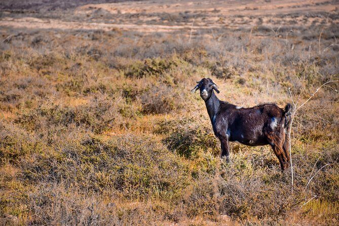 Buggy Fuerteventura Off-Road Excursions - The Real Experience: Pros and Cons