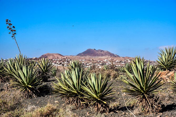 Buggy Fuerteventura Off-Road Excursions - Who Should Book This?