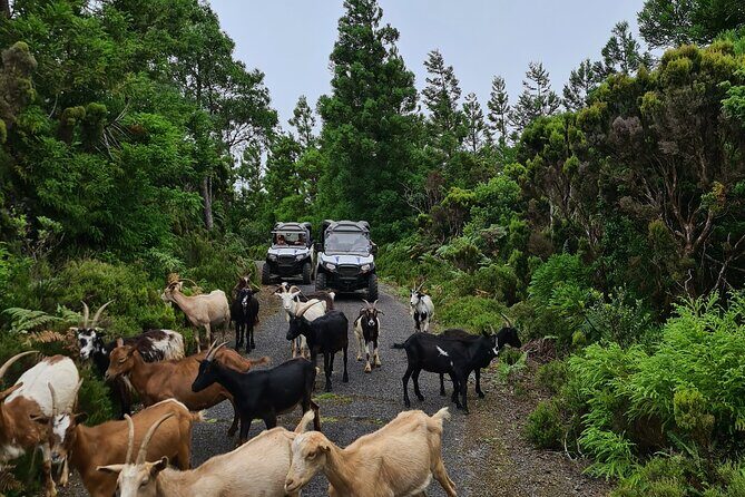 BUGGY TOUR - West / Center of the island (off-road) - The Experience for Different Travelers
