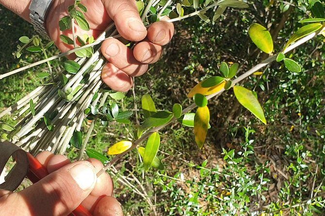 Build a typical Sardinian basket with your hands - What Our Reviewers Say