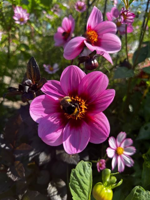 Bulb region: Dahlias Bicycle Tour - The Itinerary in Detail