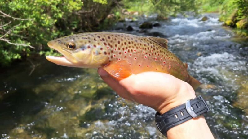 Bulgaria: Guided Fly Fishing Day Trip - Key Points