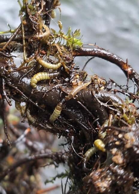 Bulgaria: Guided Fly Fishing Day Trip - What to Bring and What to Expect