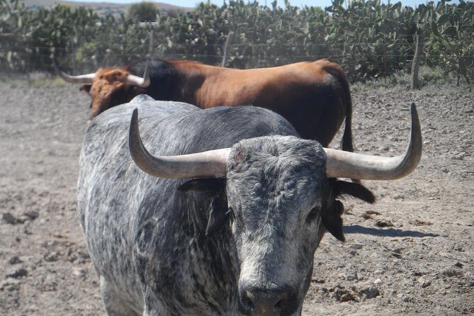 Bull Breeding Farm: Guided Half-Day Tour from Seville - Key Points