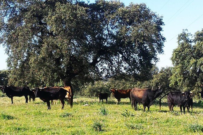 Bull Breeding Farm: Guided Half-Day Tour from Seville - Final Thoughts