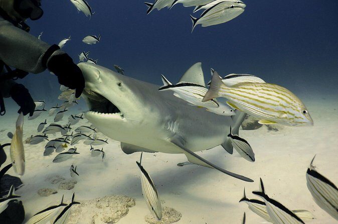 Bull Shark Extreme - 1tank /Only for Certified Divers - Who Should Consider This Tour?