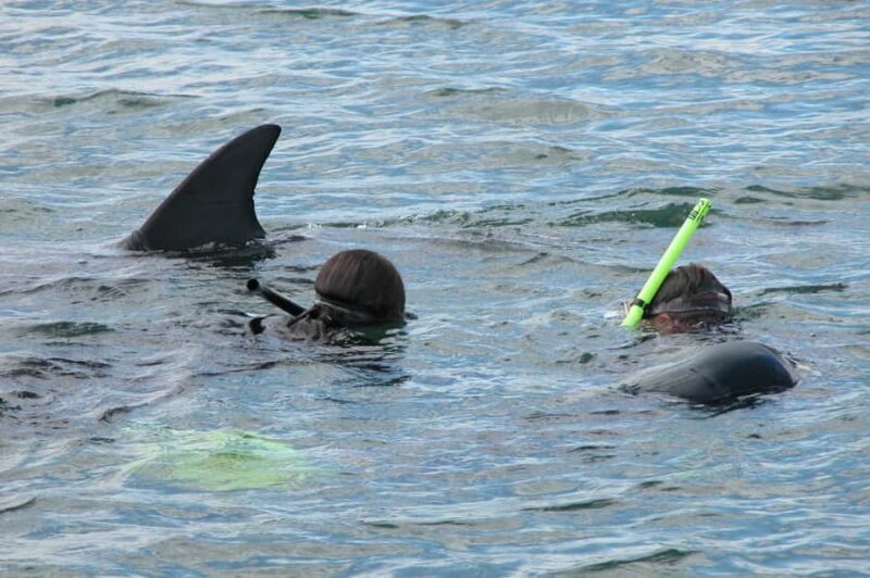 Bunbury: Swim with Dolphins Tour - What Is the Bunbury Swim with Dolphins Tour?