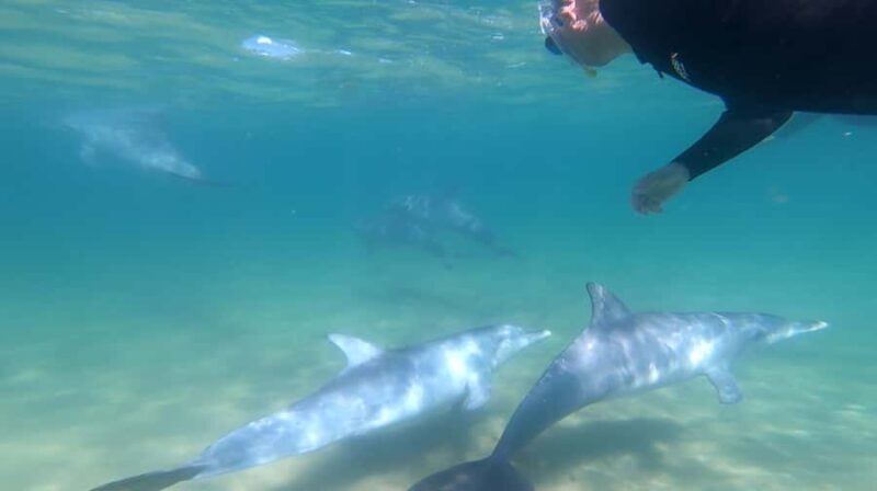 Bunbury: Swim with Dolphins Tour - Detailed Breakdown of the Itinerary