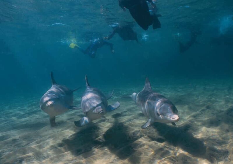 Bunbury: Swim with Dolphins Tour - Group Size, Duration & Price