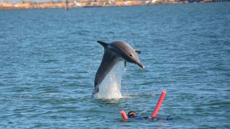 Bunbury: Swim with Dolphins Tour - User Experiences and Honest Feedback