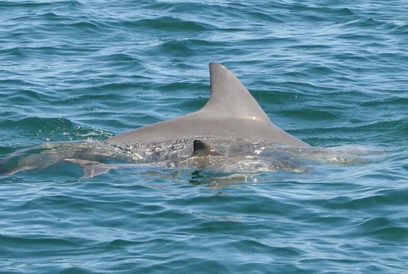 Bunbury: Swim with Dolphins Tour - Final Thoughts