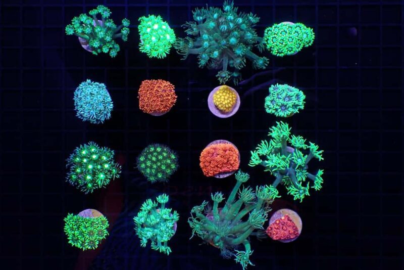 Bundaberg: Monsoon Aquatics Coral Farm Guided Tour - FAQs